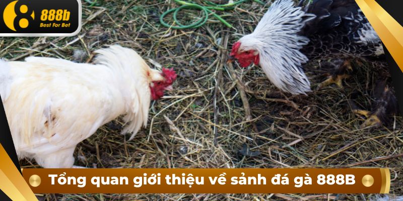 Tổng quan giới thiệu về sảnh cược đá gà 888B