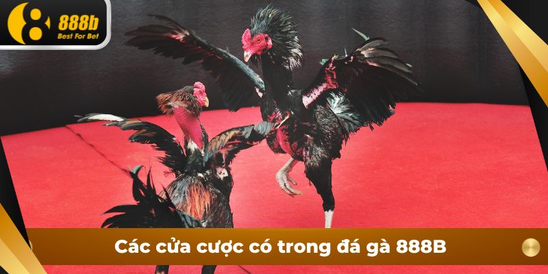 Các cửa cược có trong đá gà 888B