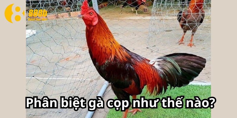 Phân biệt gà cọp như thế nào?