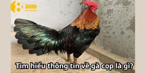 Tìm hiểu thông tin về gà cọp là gì?