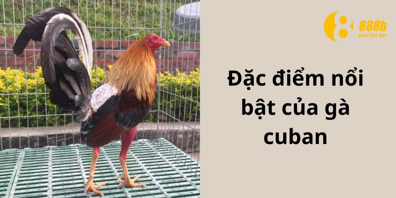 Đặc điểm nổi bật của gà cuban