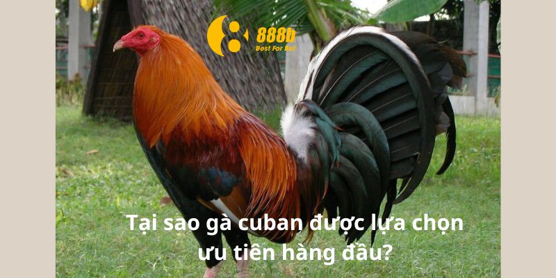 Tại sao gà cuban được lựa chọn ưu tiên hàng đầu?