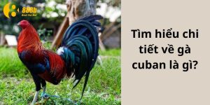 Tìm hiểu chi tiết về gà cuban là gì?