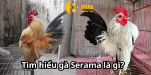 Tìm hiểu gà Serama là gì?