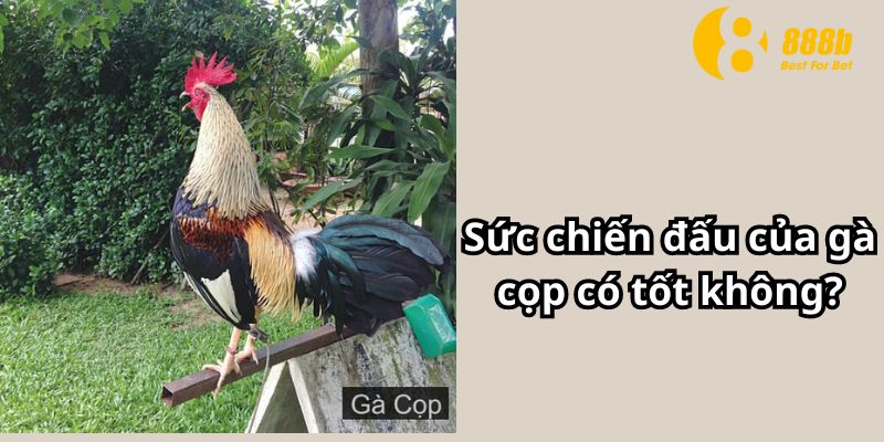 Sức chiến đấu của gà cọp có tốt không?